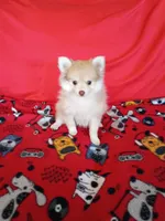 SUMMER TIME SALE!   Phoenix, a female Pomeranian for sale in Tucson, AZ – 4 of 9