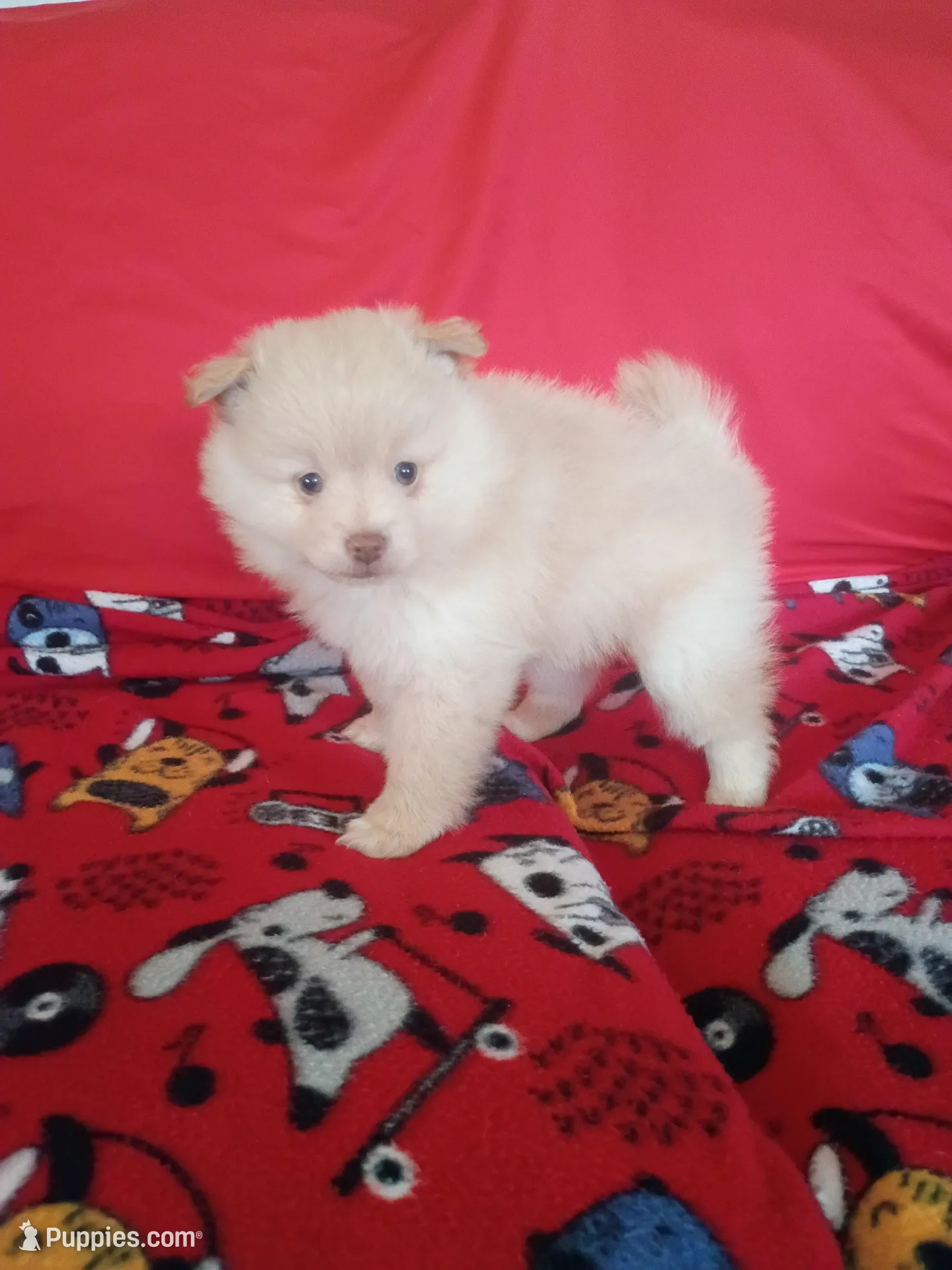 EASTER SALE $200 OFF Dexter , a male Pomeranian for sale in Tucson, AZ – Photo 3 of 4