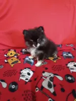 Weekend sale!! Diesel TEACUP , a male Pomeranian for sale in Tucson, AZ – 4 of 4