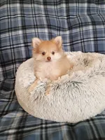 SUMMER TIME SALE!   TEACUP , a female Pomeranian for sale in Tucson, AZ – 2 of 5