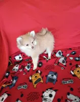 SUMMER TIME SALE!   Phoenix, a female Pomeranian for sale in Tucson, AZ – 3 of 9