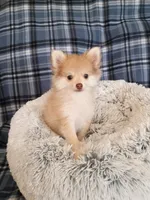 SUMMER TIME SALE!   TEACUP , a female Pomeranian for sale in Tucson, AZ – 4 of 5