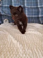 MEMORIAL DAY SALE Mocha , a female Pomeranian for sale in Tucson, AZ – 6 of 9