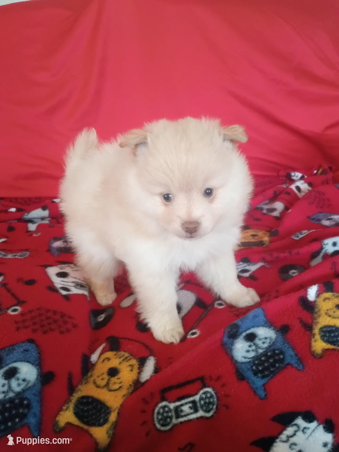 EASTER SALE $200 OFF Dexter  – Pomeranian puppy for sale in Tucson, AZ