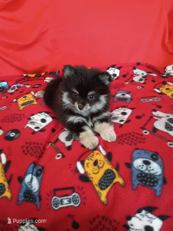 Weekend sale!! Stella – Pomeranian puppy for sale in Tucson, AZ