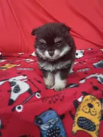 Stormy, a female Pomeranian for sale in Tucson, AZ – 4 of 5