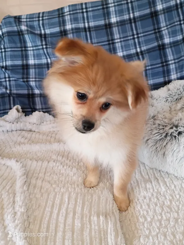 MEMORIAL DAY SALE Autumn – Pomeranian puppy for sale in Tucson, AZ