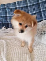 MEMORIAL DAY SALE Autumn, a female Pomeranian for sale in Tucson, AZ – 1 of 6