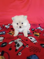 EASTER SALE! $200 OFF Opal , a female Pomeranian for sale in Tucson, AZ – Photo 6 of 7