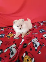  Opal , a female Pomeranian for sale in Tucson, AZ – Photo 1 of 7