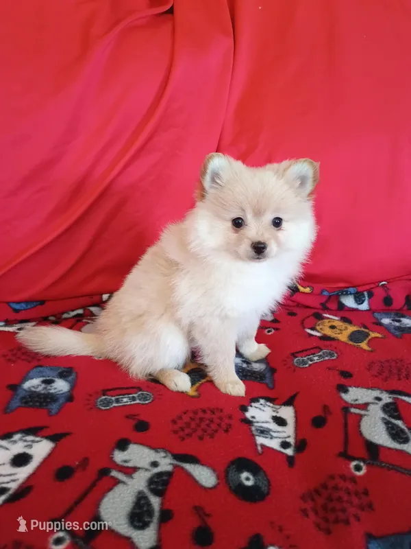  Opal  – Pomeranian puppy for sale in Tucson, AZ