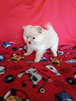 EASTER SALE! $200 OFF Opal , a female Pomeranian for sale in Tucson, AZ – Photo 4 of 7