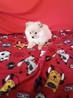 Opal , a female Pomeranian for sale in Tucson, AZ – Photo 7 of 7