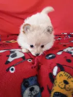  Opal , a female Pomeranian for sale in Tucson, AZ – Photo 4 of 7