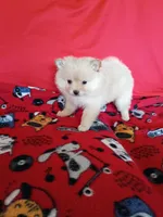 EASTER SALE! $200 OFF Opal , a female Pomeranian for sale in Tucson, AZ – Photo 3 of 7