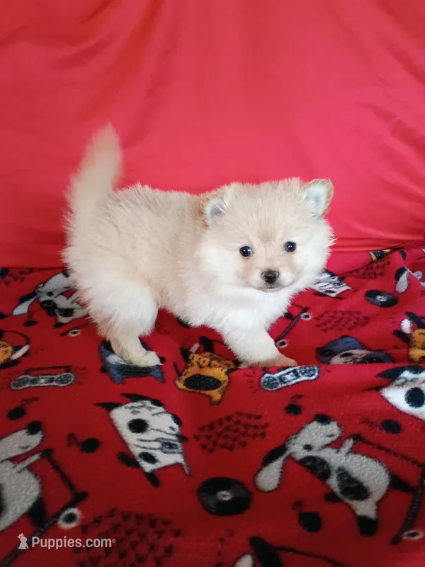 EASTER SALE! $200 OFF Opal , a female Pomeranian for sale in Tucson, AZ – Photo 1 of 7