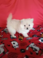 EASTER SALE! $200 OFF Opal , a female Pomeranian for sale in Tucson, AZ – Photo 1 of 7