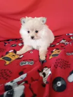  Opal , a female Pomeranian for sale in Tucson, AZ – Photo 3 of 7