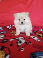 EASTER SALE! $200 OFF Opal , a female Pomeranian for sale in Tucson, AZ – Photo 7 of 7