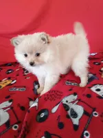  Opal , a female Pomeranian for sale in Tucson, AZ – Photo 6 of 7