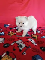EASTER SALE! $200 OFF Opal , a female Pomeranian for sale in Tucson, AZ – Photo 2 of 7