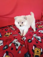  Opal , a female Pomeranian for sale in Tucson, AZ – Photo 5 of 7