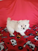 EASTER SALE! $200 OFF Opal , a female Pomeranian for sale in Tucson, AZ – Photo 5 of 7
