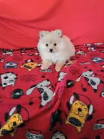  Opal , a female Pomeranian for sale in Tucson, AZ – Photo 2 of 7