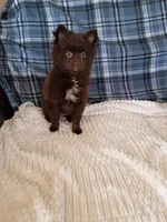 MEMORIAL DAY SALE Mocha , a female Pomeranian for sale in Tucson, AZ – 2 of 9