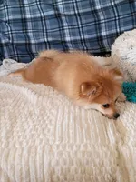 MEMORIAL DAY SALE Autumn, a female Pomeranian for sale in Tucson, AZ – 3 of 6