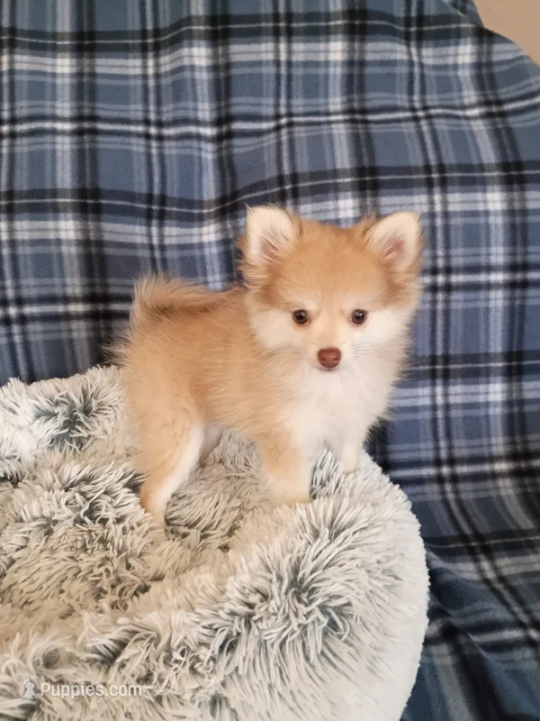 SUMMER TIME SALE!   TEACUP  – Pomeranian puppy for sale in Tucson, AZ