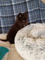 MEMORIAL DAY SALE Mocha , a female Pomeranian for sale in Tucson, AZ – 7 of 9
