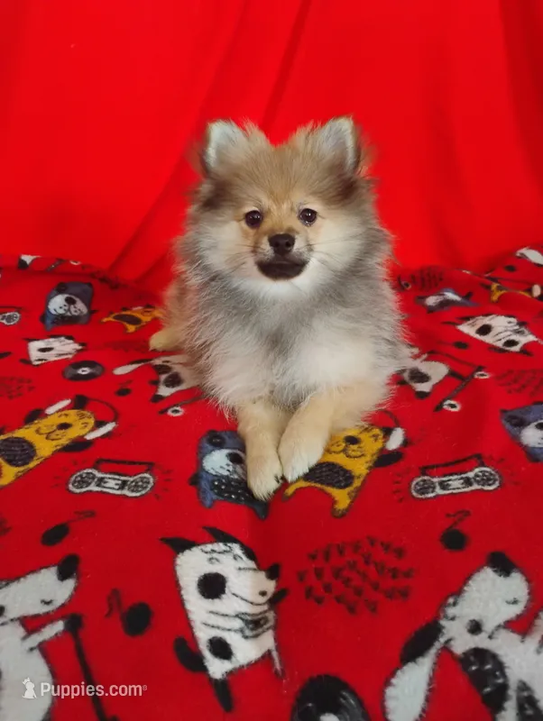 NEW YEAR'S SALE!       Toby