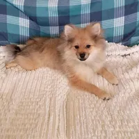 Toby, a male Pomeranian for sale in Tucson, AZ – Photo 6 of 6