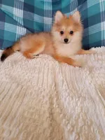 NEW YEAR'S SALE!    Dexter, a male Pomeranian for sale in Tucson, AZ – Photo 2 of 2