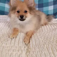 Toby, a male Pomeranian for sale in Tucson, AZ – Photo 2 of 6