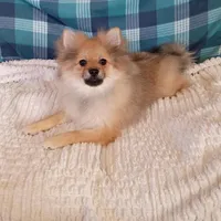 Toby, a male Pomeranian for sale in Tucson, AZ – Photo 4 of 6