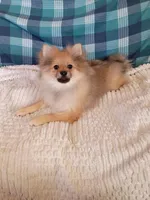 Toby, a male Pomeranian for sale in Tucson, AZ – Photo 4 of 6