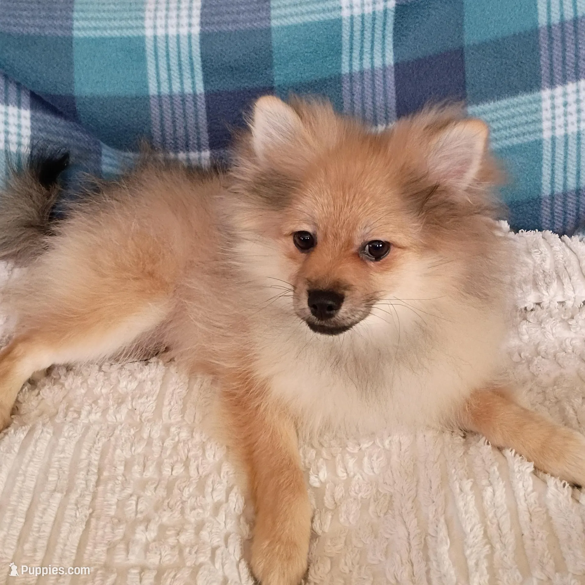 NEW YEAR'S SALE!       Toby