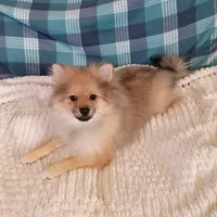 Toby, a male Pomeranian for sale in Tucson, AZ – Photo 5 of 6