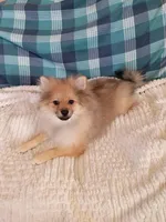 Toby, a male Pomeranian for sale in Tucson, AZ – Photo 5 of 6