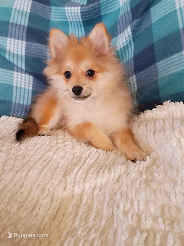 NEW YEAR'S SALE!    Dexter