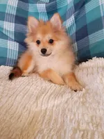 NEW YEAR'S SALE!    Dexter, a male Pomeranian for sale in Tucson, AZ – Photo 1 of 2