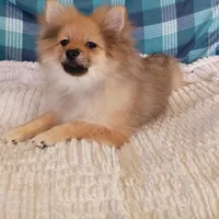 Toby, a male Pomeranian for sale in Tucson, AZ – Photo 3 of 6