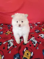 Dexter , a male Pomeranian for sale in Tucson, AZ – Photo 2 of 5