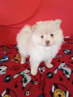  Dexter , a male Pomeranian for sale in Tucson, AZ – Photo 4 of 5