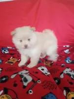 EASTER SALE $200 OFF Dexter , a male Pomeranian for sale in Tucson, AZ – Photo 2 of 4