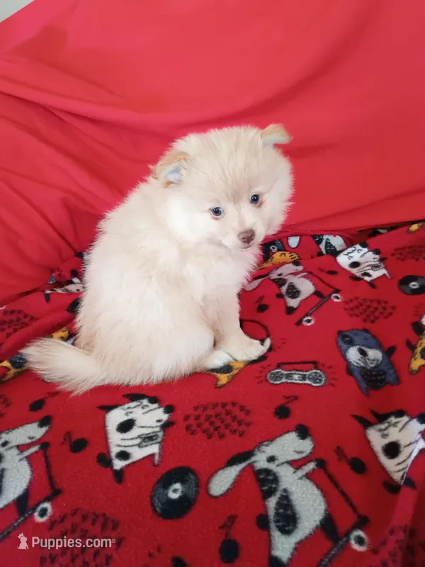  Dexter  – Pomeranian puppy for sale in Tucson, AZ