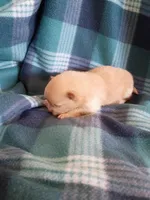 Dexter , a male Pomeranian for sale in Tucson, AZ – Photo 2 of 3