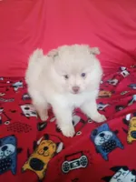 EASTER SALE $200 OFF Dexter , a male Pomeranian for sale in Tucson, AZ – Photo 4 of 4